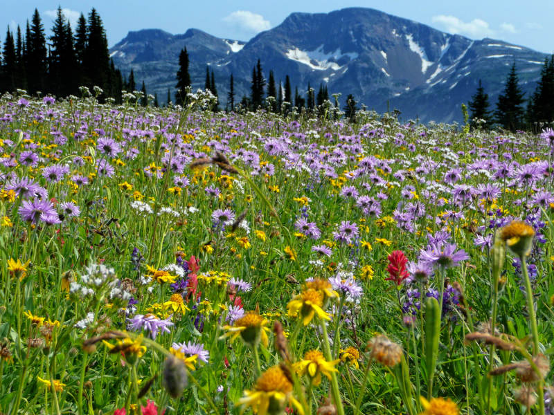 Wildflowers in front of Raft Mountain